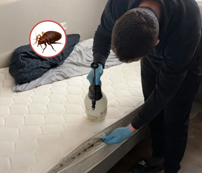 Technicien traitant un matelas contre les punaises de lit à Vert-le-Grand